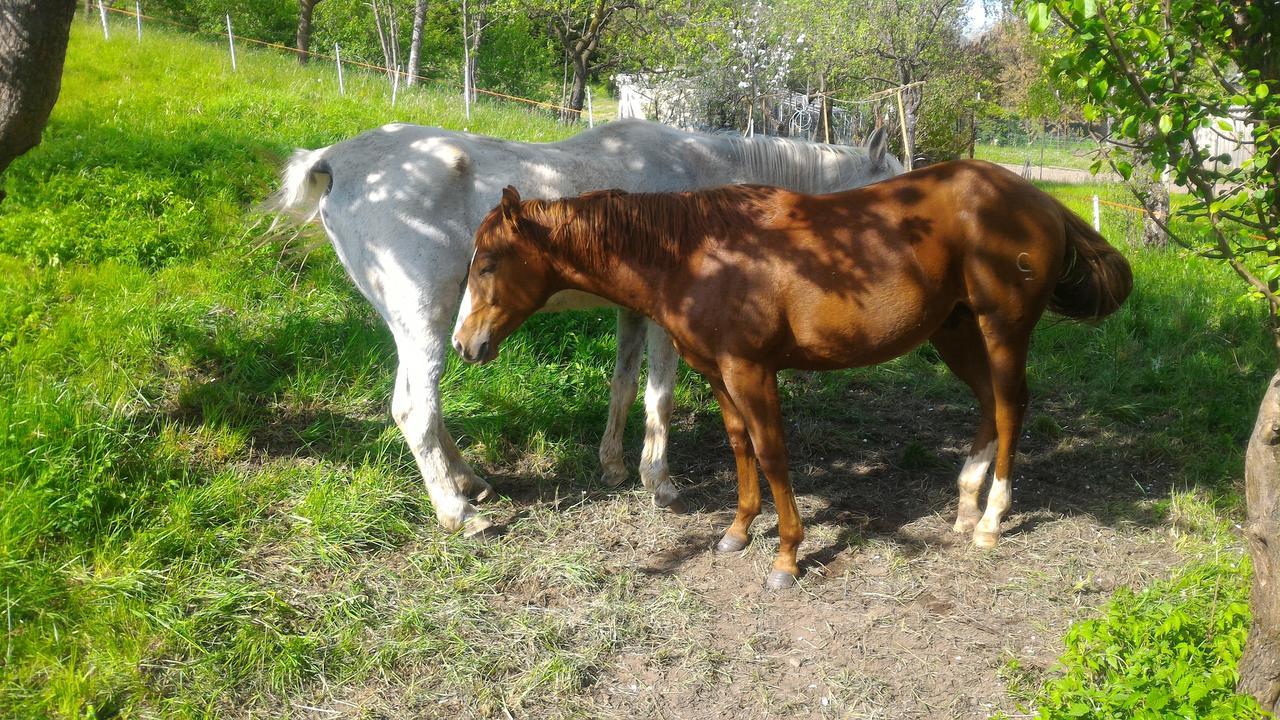 Il Cardo Trentino Apartamento Bedollo Exterior foto